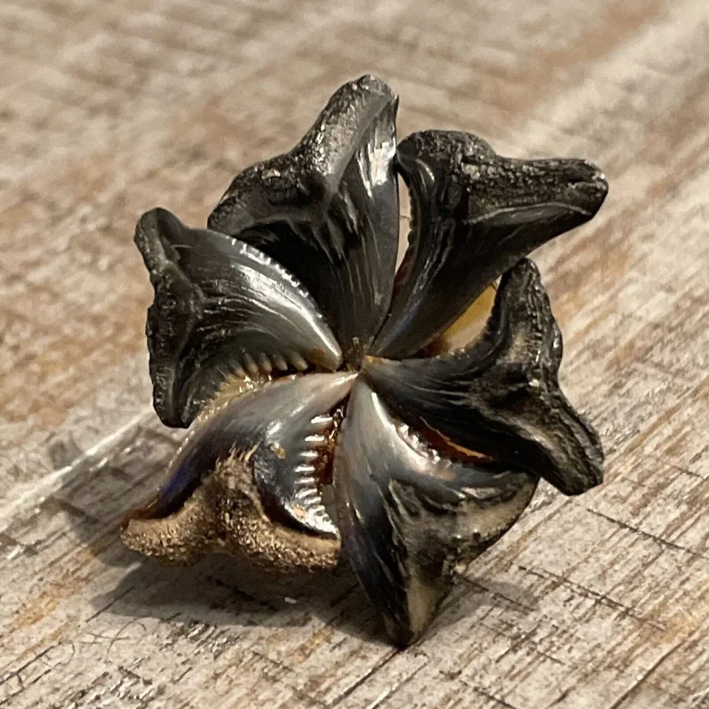 VTG Shark Tooth Teeth Fossil Silver‎ Tone Screw Back Earrings Handmade BOHO READ